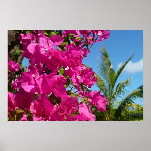 Póster Escena natural tropical de buganvilla y palmera (Frente)