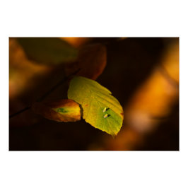 Póster Escena otoñal con hojas remojándose el sol