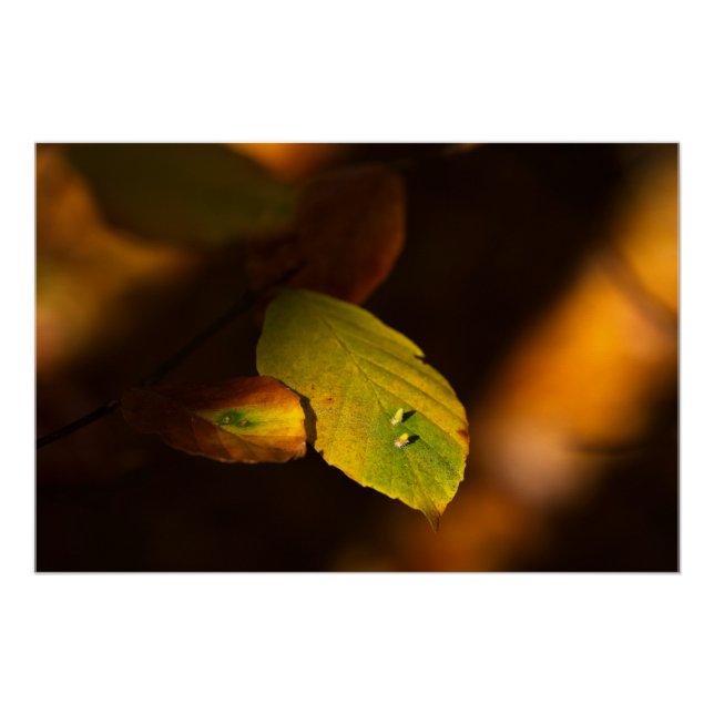 Póster Escena otoñal con hojas remojándose el sol (Anverso)