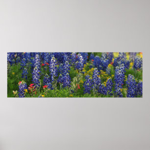 Póster Escena panorámica del Bluebonnet