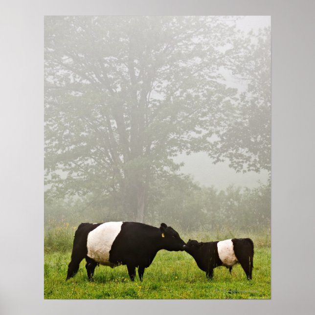 Póster Escena polea de una vaca galloway con vientre en e (Frente)