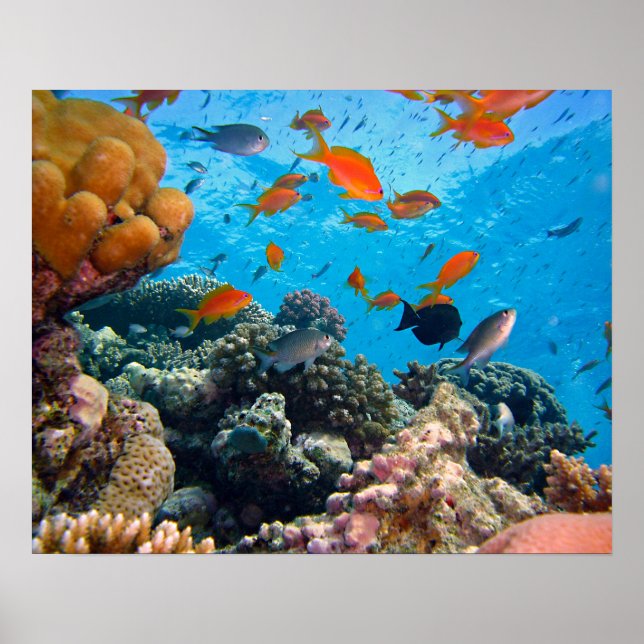 Póster Escena submarina (Frente)