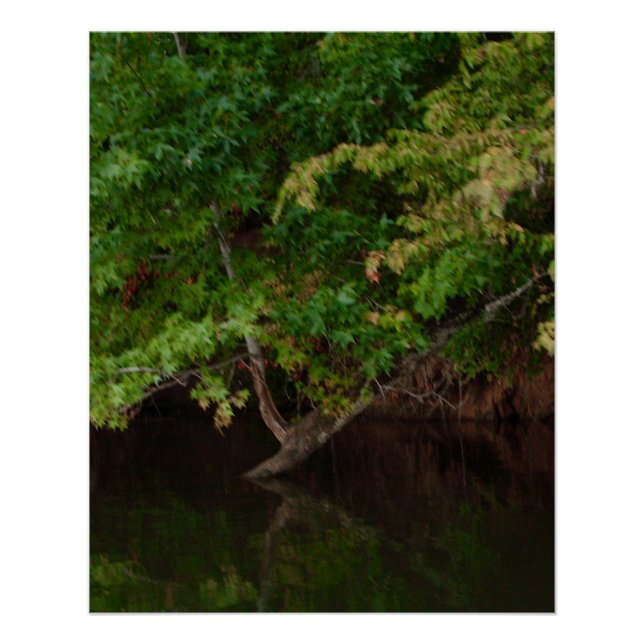 Póster Escena tranquila de un árbol junto al río (Anverso)