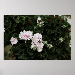 PÓSTER ESCENARIO DE FLORES ROJO Y BLANCO