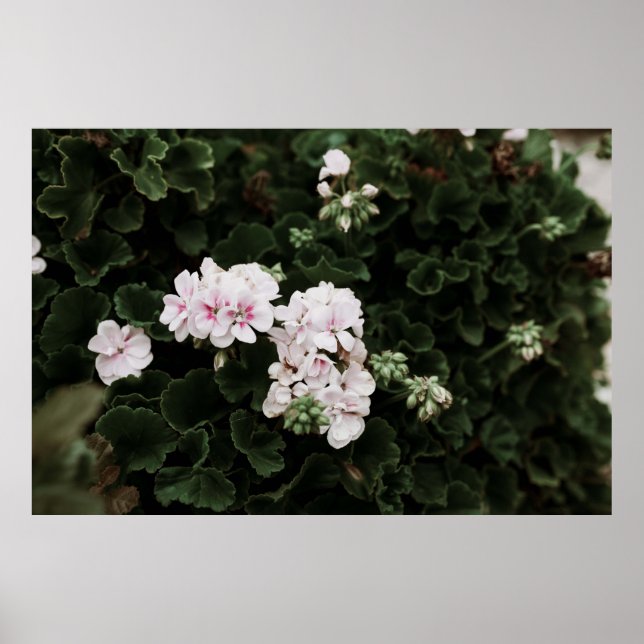 PÓSTER ESCENARIO DE FLORES ROJO Y BLANCO (Frente)