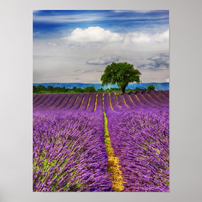 Póster Escenario de Lavender Field, Francia (Frente)