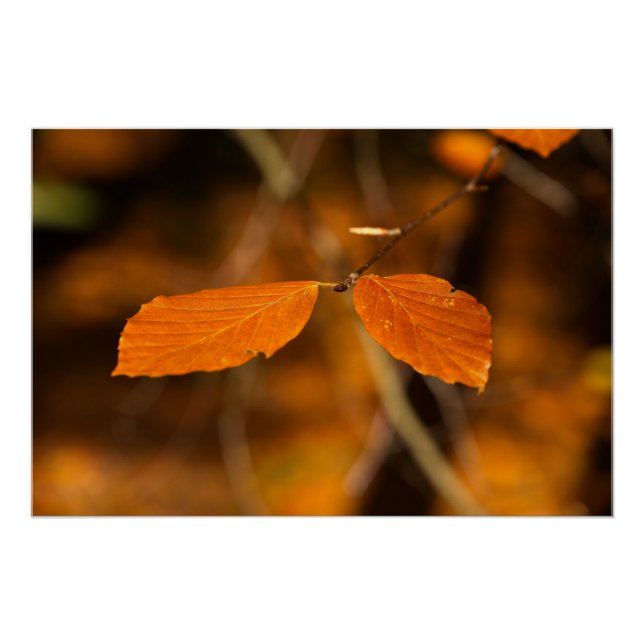 Póster Escenario otoñal de oro (Anverso)