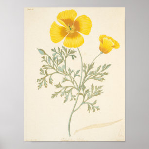 Póster Eschscholtzia californiano