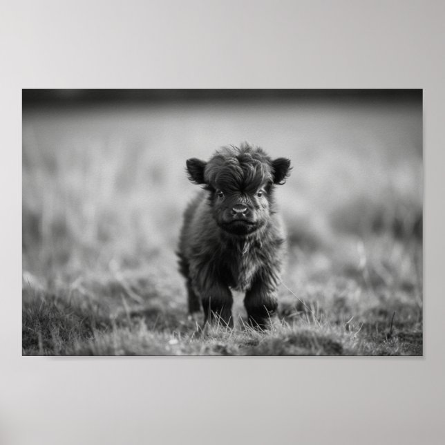 Póster Escocia Highland Calf Baby Cow (Frente)