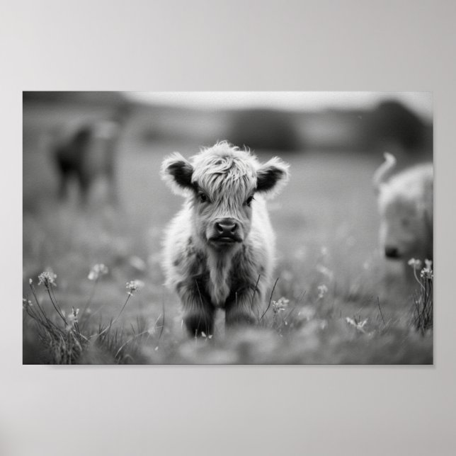 Póster Escocia Highland Calf Baby Cow (Frente)