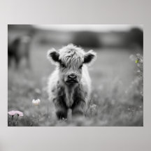 Escocia Highland Calf Baby Cow Blanquecino Blanco