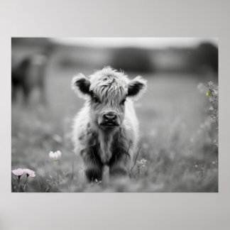 Póster Escocia Highland Calf Baby Cow Blanquecino Blanco
