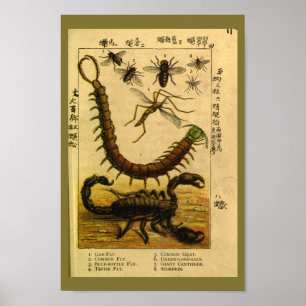 Póster Escorpión vintage Insectos Historial Natural Impri