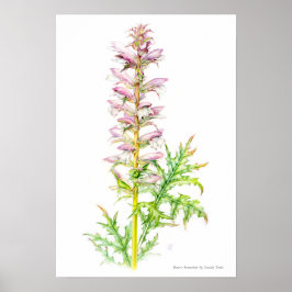 Póster Escudos de oso Acanthus mollis acuarela