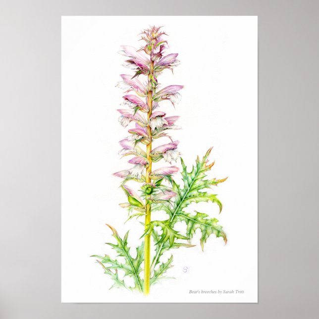 Póster Escudos de oso Acanthus mollis acuarela (Frente)