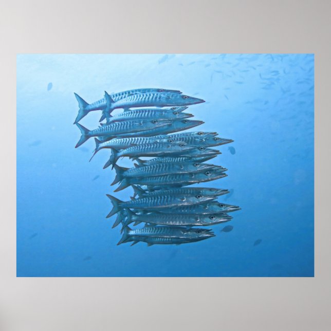 Póster Escuela Barracuda (Frente)