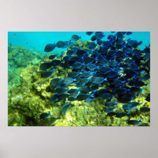 Póster Escuela de Blue Tang (Frente)