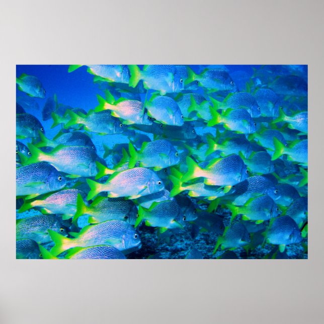 Póster Escuela de Instantáneas (Frente)