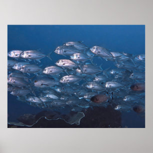 Póster Escuela de Jacks