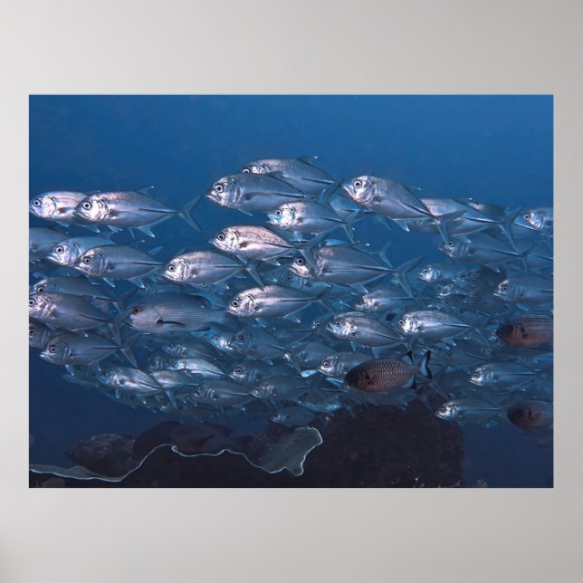 Póster Escuela de Jacks (Frente)