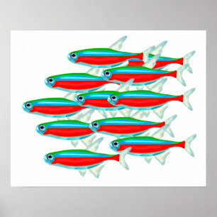 Póster Escuela de Neon Tetras