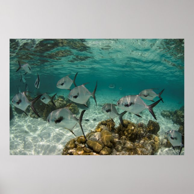 Póster Escuela de peces permitidos (Frente)