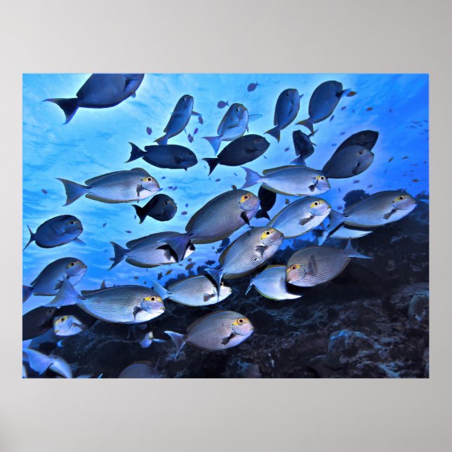 Póster Escuela de Surgeonfish (Frente)