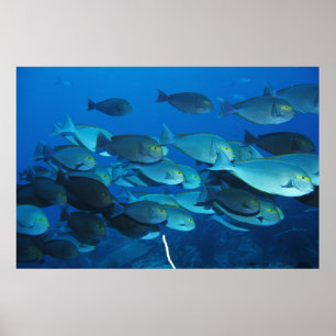 Póster Escuela de Surgeonfish