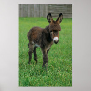Póster Esel, Zwergesel, en der Koppel, retrato