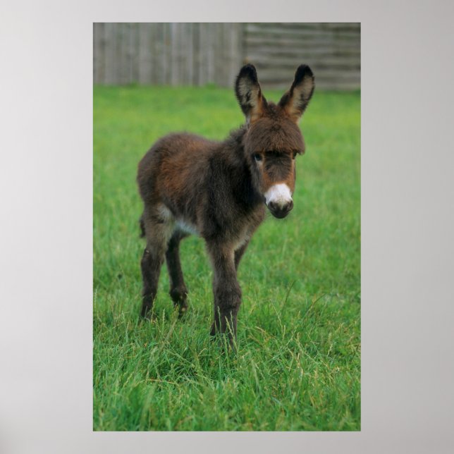 Póster Esel, Zwergesel, en der Koppel, retrato (Frente)