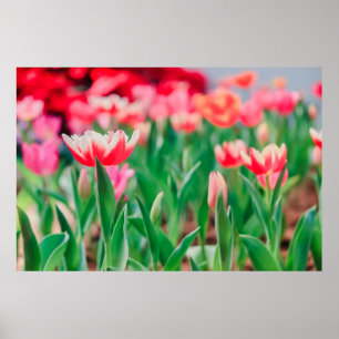 Póster Esfera selecta, naturaleza asombrosa de la hermosa