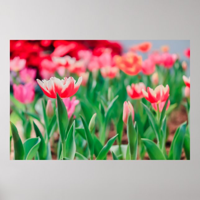 Póster Esfera selecta, naturaleza asombrosa de la hermosa (Frente)