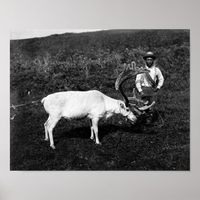 Póster Eskimo de Alaska y reno capturado (Frente)