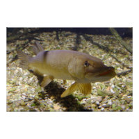 Esox lucius