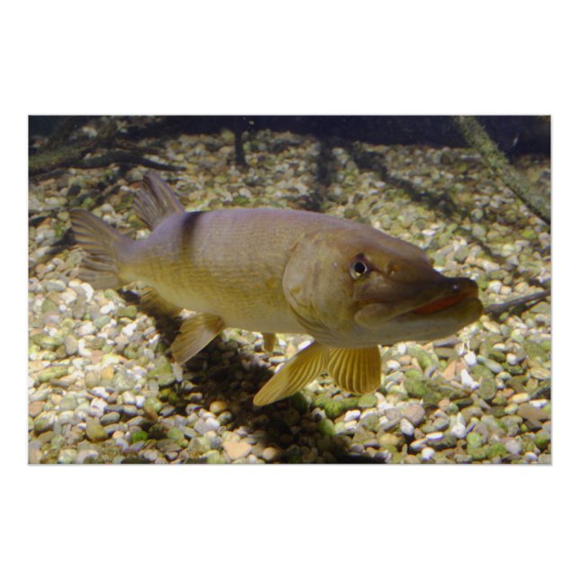 Póster Esox lucius (Anverso)