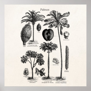 Póster Espacio en blanco tropical de la plantilla de la