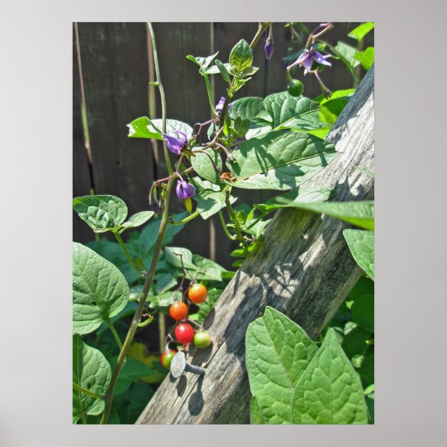 Póster Espadrillo agridulce (Solanum dulcamara) Poster (Frente)