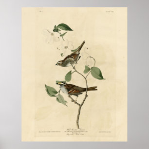 Póster Espadrillo glaseado, pájaros de América de Audubon