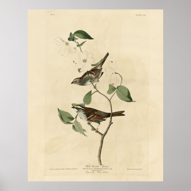 Póster Espadrillo glaseado, pájaros de América de Audubon (Frente)