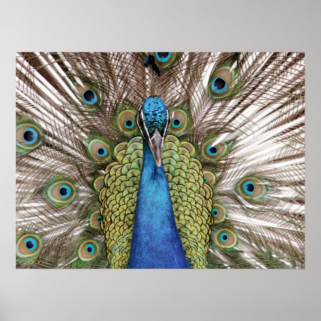 Póster Espalda de pavo real para los visitantes (Frente)