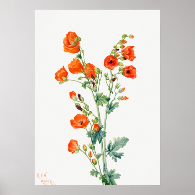 Póster Espalda del desierto de Scarlet globemallow de alb (Frente)