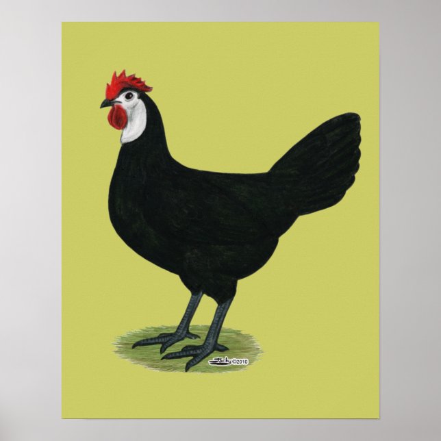 Póster Español: Hen de rostro blanco (Frente)