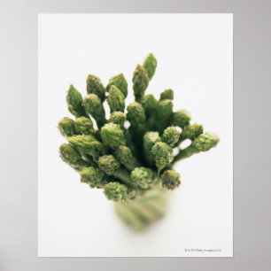 Póster Espárrago verde