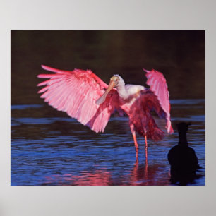 Póster Espátula rosada (Ajaia ajaja) con cormorán