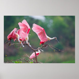 Póster Espátulas Rosadas (Ajaia Ajaja) Aterrizando