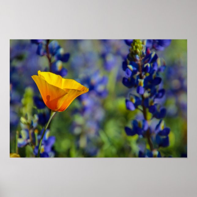 Póster Especial (Frente)