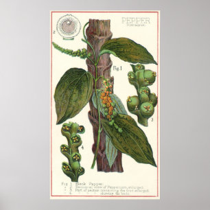Póster Especias de hierbas aromáticas, planta de pimienta
