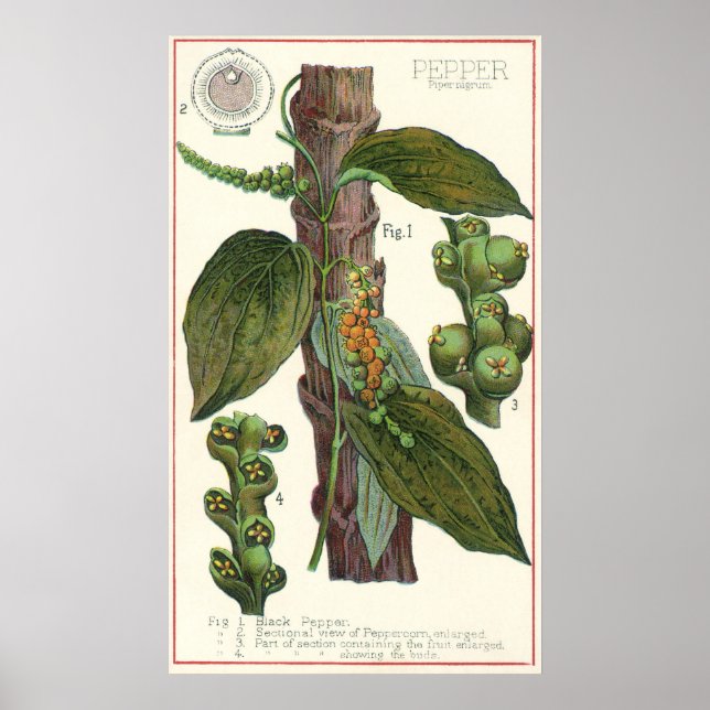 Póster Especias de hierbas aromáticas, planta de pimienta (Frente)