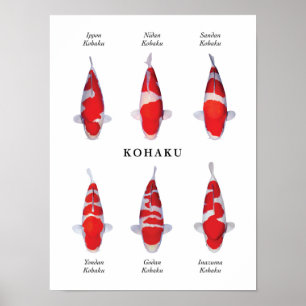 Póster Especie cartel de carpas japonesas koi: Kohaku