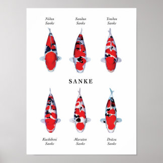 Póster Especie cartel de carpas japonesas koi: Sanke